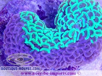 https://www.boutique-nosybe.com/4707-thickbox_default/euphyllia-ancora-bicolor-spécial-wysiwyg-13112020-1.jpg