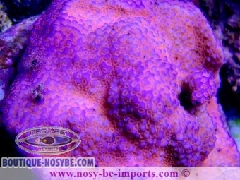 https://www.boutique-nosybe.com/4715-thickbox_default/montipora-sp-wysiwyg-13112020-5.jpg
