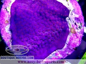 https://www.boutique-nosybe.com/4721-thickbox_default/montipora-sp-usa-wysiwyg-13112020-9.jpg