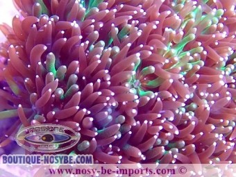 https://www.boutique-nosybe.com/4723-thickbox_default/galaxea-fascicularis-wysiwyg-13112020-10.jpg