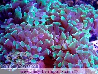 https://www.boutique-nosybe.com/4724-thickbox_default/euphyllia-parancora-wysiwyg-13112020-11.jpg