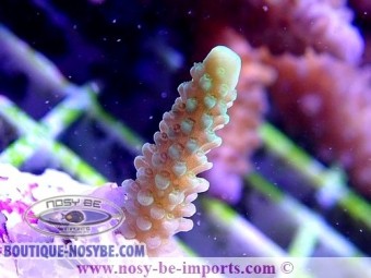 https://www.boutique-nosybe.com/4725-thickbox_default/acropora-sp-wysiwyg-13112020-12.jpg