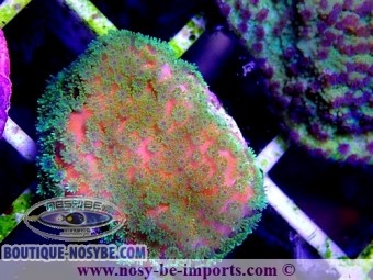 https://www.boutique-nosybe.com/4726-thickbox_default/montipora-sp-usa-wysiwyg-13112020-13.jpg