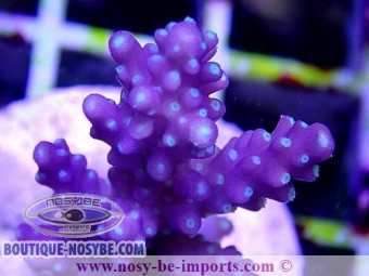 https://www.boutique-nosybe.com/4731-thickbox_default/acropora-sp-wysiwyg-13112020-18.jpg