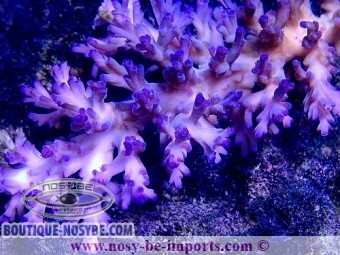 https://www.boutique-nosybe.com/4732-thickbox_default/acropora-echinata-ice-fire-wysiwyg-13112020-19.jpg