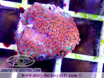 https://www.boutique-nosybe.com/4737-thickbox_default/montipora-sp-usa-wysiwyg-13112020-22.jpg