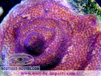 https://www.boutique-nosybe.com/4740-thickbox_default/montipora-sp-wysiwyg-13112020-24.jpg