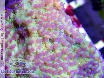 https://www.boutique-nosybe.com/4743-thickbox_default/montipora-sp-wysiwyg-13112020-26.jpg