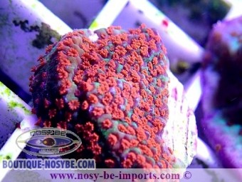 https://www.boutique-nosybe.com/4745-thickbox_default/montipora-sp-usa-wysiwyg-13112020-27.jpg