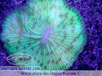 https://www.boutique-nosybe.com/4749-thickbox_default/cycloseris-sp-wysiwyg-13112020-29.jpg