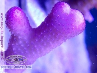 https://www.boutique-nosybe.com/4750-thickbox_default/stylophora-sp-rose-wysiwyg-13112020-30.jpg