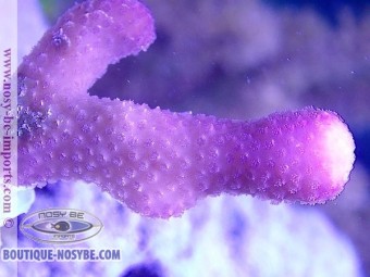 https://www.boutique-nosybe.com/4751-thickbox_default/stylophora-sp-rose-wysiwyg-13112020-31.jpg