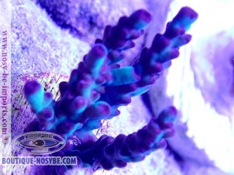 https://www.boutique-nosybe.com/4752-thickbox_default/acropora-sp-usa-wysiwyg-13112020-32.jpg