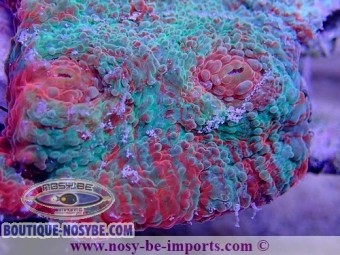 https://www.boutique-nosybe.com/4754-thickbox_default/echinophyllia-sp-wysiwyg-13112020-34.jpg