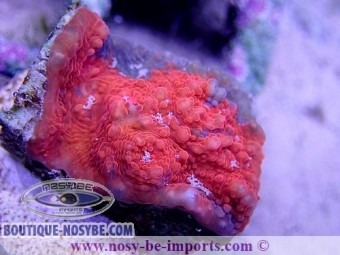 https://www.boutique-nosybe.com/4755-thickbox_default/echinophyllia-sp-wysiwyg-13112020-35.jpg