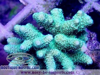 https://www.boutique-nosybe.com/4778-thickbox_default/acropora-millepora-wysiwyg-28112020-2.jpg