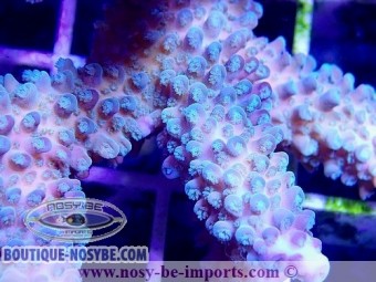 https://www.boutique-nosybe.com/4780-thickbox_default/acropora-sp-wysiwyg-28112020-4.jpg