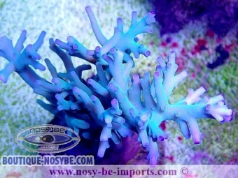 https://www.boutique-nosybe.com/4782-thickbox_default/acropora-subglabra-wysiwyg-28112020-5.jpg