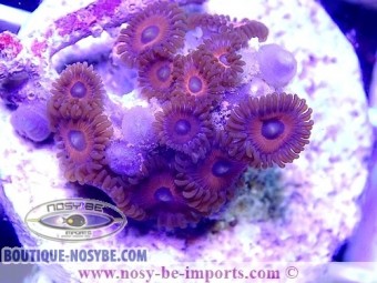 https://www.boutique-nosybe.com/4783-thickbox_default/zoanthus-sp-wysiwyg-28112020-6.jpg