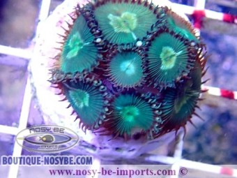 https://www.boutique-nosybe.com/4805-thickbox_default/palithoa-sp-wysiwyg-05122020-3.jpg