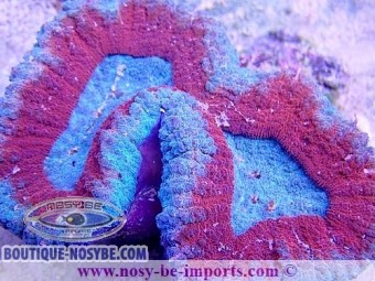 https://www.boutique-nosybe.com/4841-thickbox_default/lobophyllia-sp-wysiwyg-19122020-1.jpg