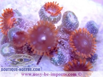https://www.boutique-nosybe.com/4847-thickbox_default/zoanthus-sp-orange-wysiwyg-19122020-4.jpg