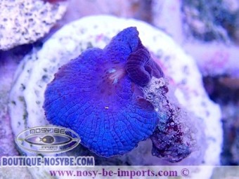 https://www.boutique-nosybe.com/4849-thickbox_default/actinodiscus-sp-bleu-wysiwyg-19122020-5.jpg