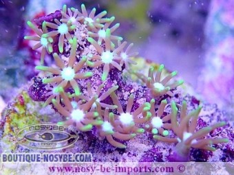https://www.boutique-nosybe.com/4850-thickbox_default/clavularia-viridis-wysiwyg-19122020-6.jpg