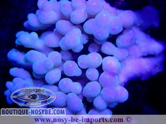 https://www.boutique-nosybe.com/4853-thickbox_default/acropora-sp-wysiwyg-19122020-9.jpg