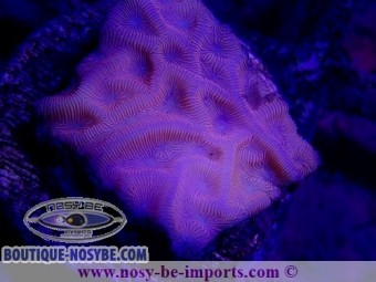https://www.boutique-nosybe.com/4855-thickbox_default/leptoseris-sp-wysiwyg-19122020-10.jpg