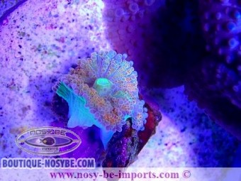https://www.boutique-nosybe.com/4866-thickbox_default/ricordea-yuma-ultra-wysiwyg-19122020-16.jpg