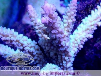 https://www.boutique-nosybe.com/4870-thickbox_default/acropora-sp-wysiwyg-19122020-18.jpg