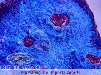 https://www.boutique-nosybe.com/4876-thickbox_default/echynophyllia-sp-bleu-bouches-rouges.jpg