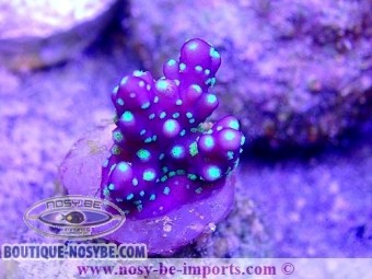 https://www.boutique-nosybe.com/4889-thickbox_default/acropora-sp-wysiwyg-17012021-3.jpg