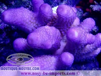 https://www.boutique-nosybe.com/4891-thickbox_default/acropora-humilis-mauve-wysiwyg-14012021-5.jpg