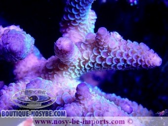 https://www.boutique-nosybe.com/4893-thickbox_default/acropora-sp-wysiwyg-17012021-7.jpg