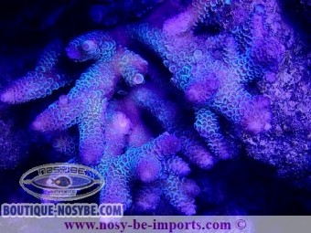 https://www.boutique-nosybe.com/4897-thickbox_default/acropora-sp-wysiwyg-17012021-8.jpg