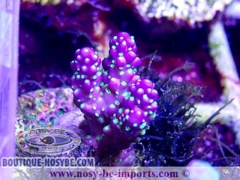 https://www.boutique-nosybe.com/4899-thickbox_default/acropora-sp-wysiwyg-17012021-10.jpg