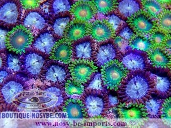 https://www.boutique-nosybe.com/4901-thickbox_default/zoanthus-sp-wysiwyg-17012021-12.jpg
