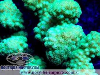 https://www.boutique-nosybe.com/4910-thickbox_default/pocillopora-verrucosus-wysiwyg-17012021-17.jpg