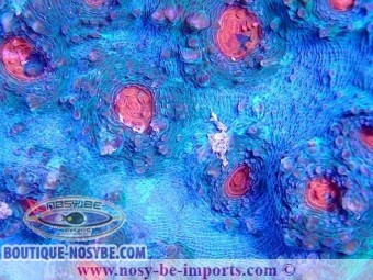https://www.boutique-nosybe.com/4927-thickbox_default/echinophyllia-sp-wysiwyg-23012021-2.jpg