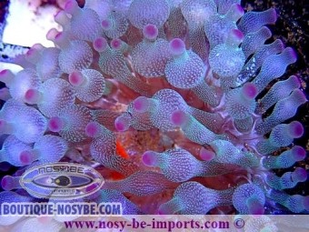 https://www.boutique-nosybe.com/4930-thickbox_default/entacmea-quadricolor-cristal-pointes-violettes.jpg