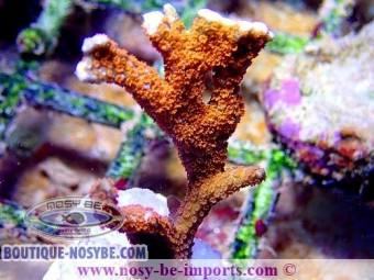 https://www.boutique-nosybe.com/4933-thickbox_default/montipora-sp-wysiwyg-24012021-2.jpg
