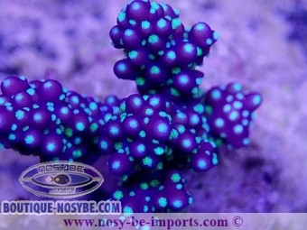 https://www.boutique-nosybe.com/4934-thickbox_default/acropora-nana-wysiwyg-24012021-3.jpg