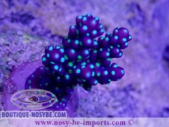 https://www.boutique-nosybe.com/4935-thickbox_default/acropora-nana-wysiwyg-24012021-4.jpg