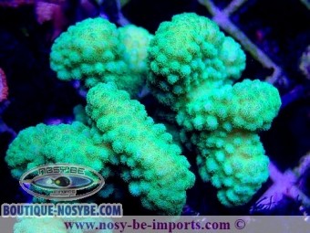 https://www.boutique-nosybe.com/4937-thickbox_default/pocillopora-verrucosus-wysiwyg-24012021-6.jpg