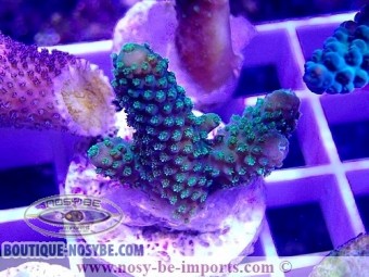 https://www.boutique-nosybe.com/4940-thickbox_default/acropora-sp-wysiwyg-24012021-8.jpg