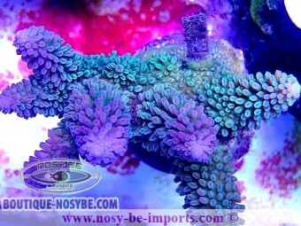 https://www.boutique-nosybe.com/4943-thickbox_default/acropora-abrothanoides-wysiwyg-24012021-10.jpg