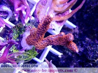 https://www.boutique-nosybe.com/4946-thickbox_default/montipora-sp-wysiwyg-24012021-13.jpg