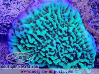 https://www.boutique-nosybe.com/4948-thickbox_default/montipora-undata-wysiwyg-24012021-15.jpg